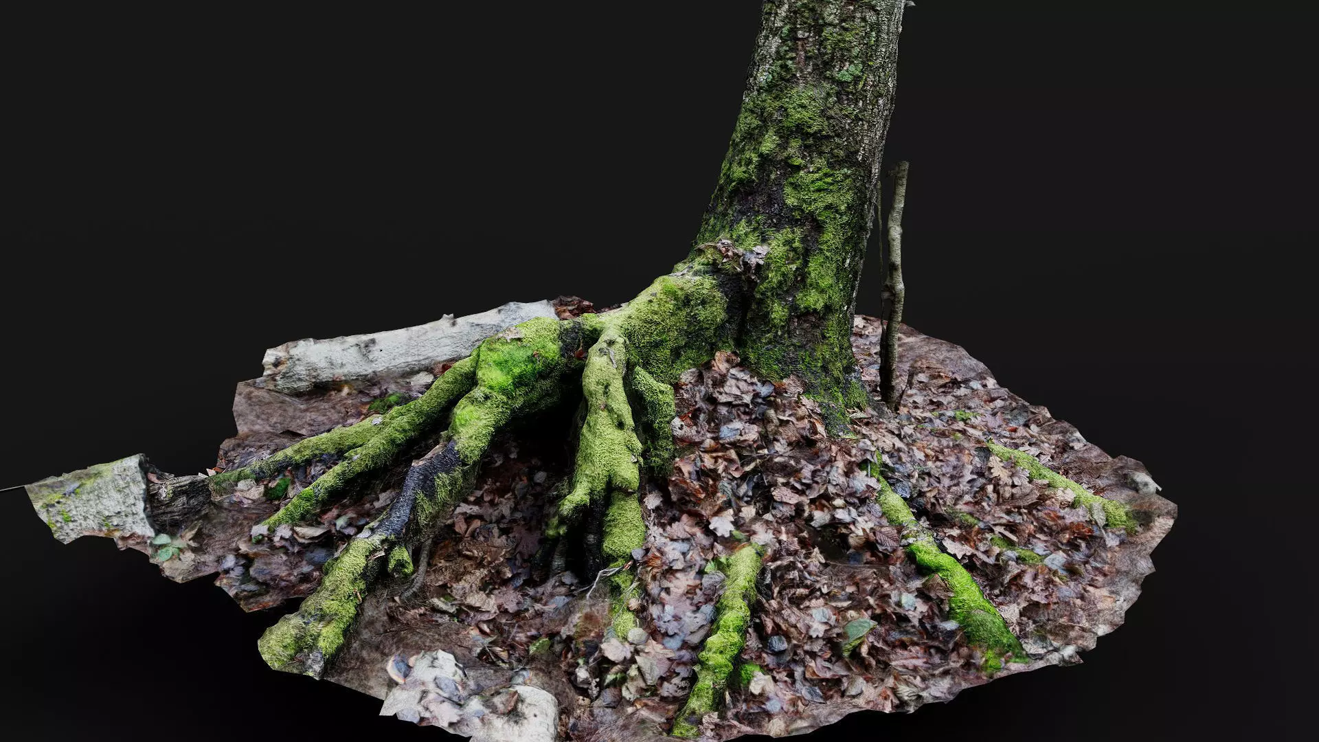 forest ground tree stump mossy roots debris pt7 photogrammetry Low-poly 3D model_0