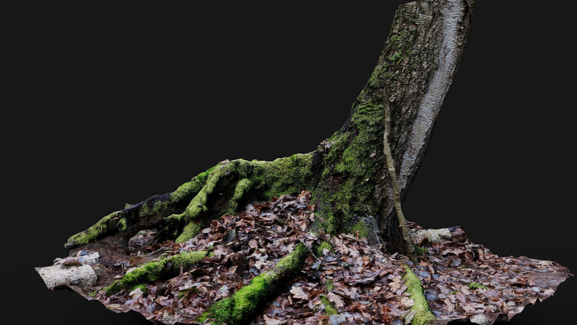 forest ground tree stump mossy roots debris pt7 photogrammetry Low-poly 3D model_6