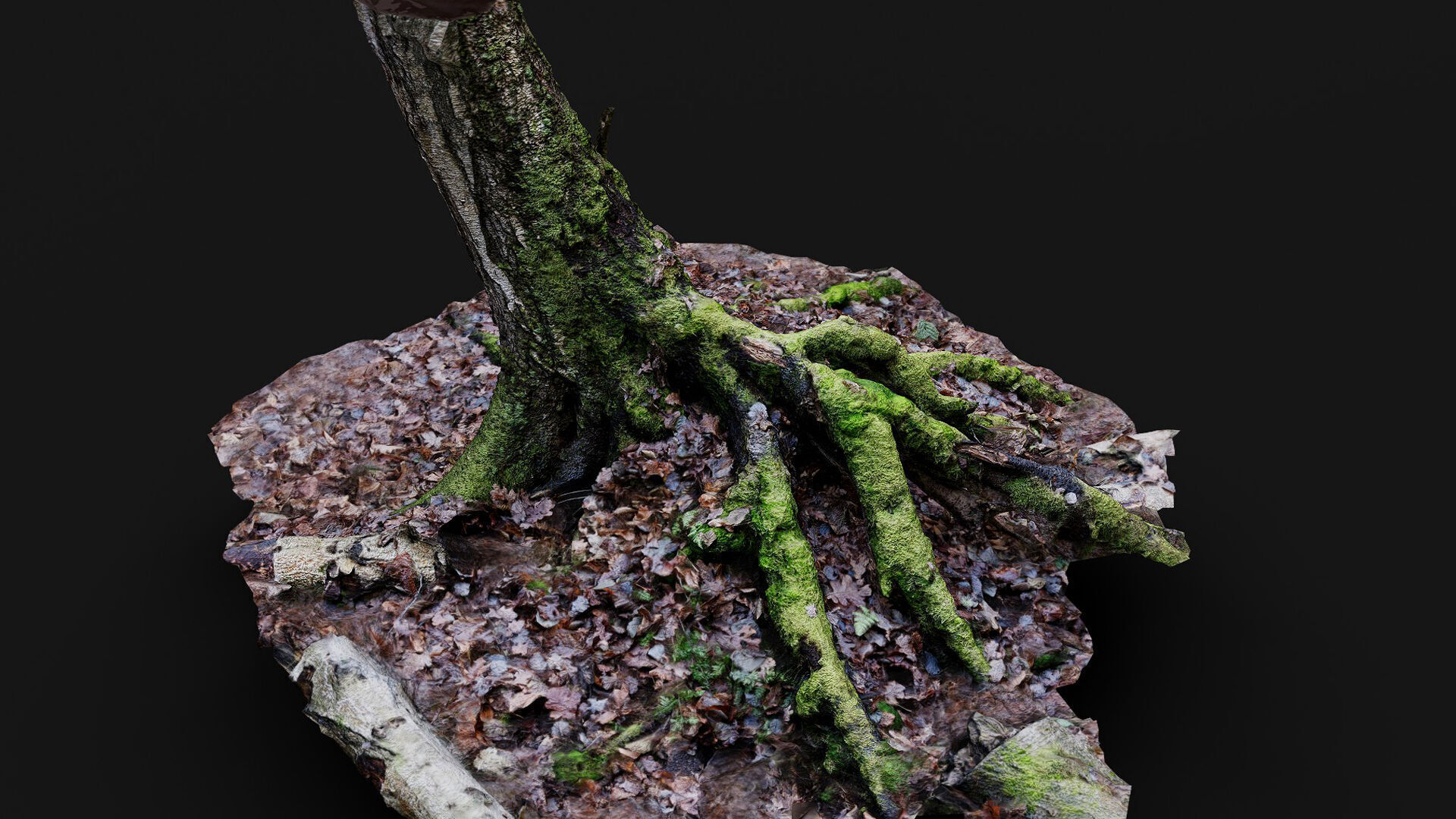 forest ground tree stump mossy roots debris pt7 photogrammetry Low-poly 3D model_3