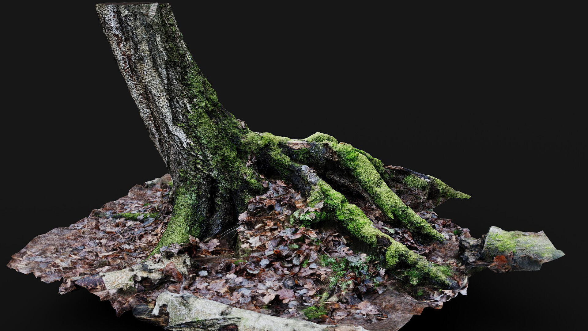 forest ground tree stump mossy roots debris pt7 photogrammetry Low-poly 3D model_2