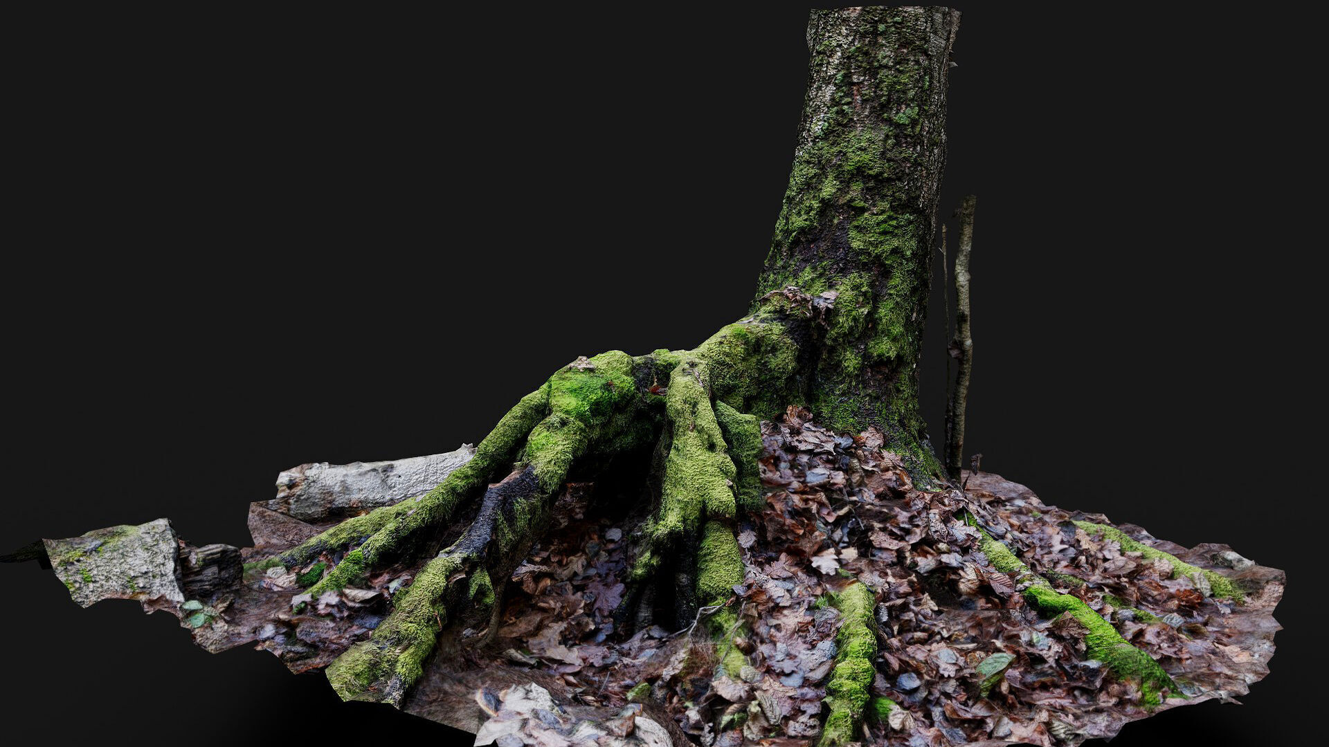 forest ground tree stump mossy roots debris pt7 photogrammetry Low-poly 3D model_5