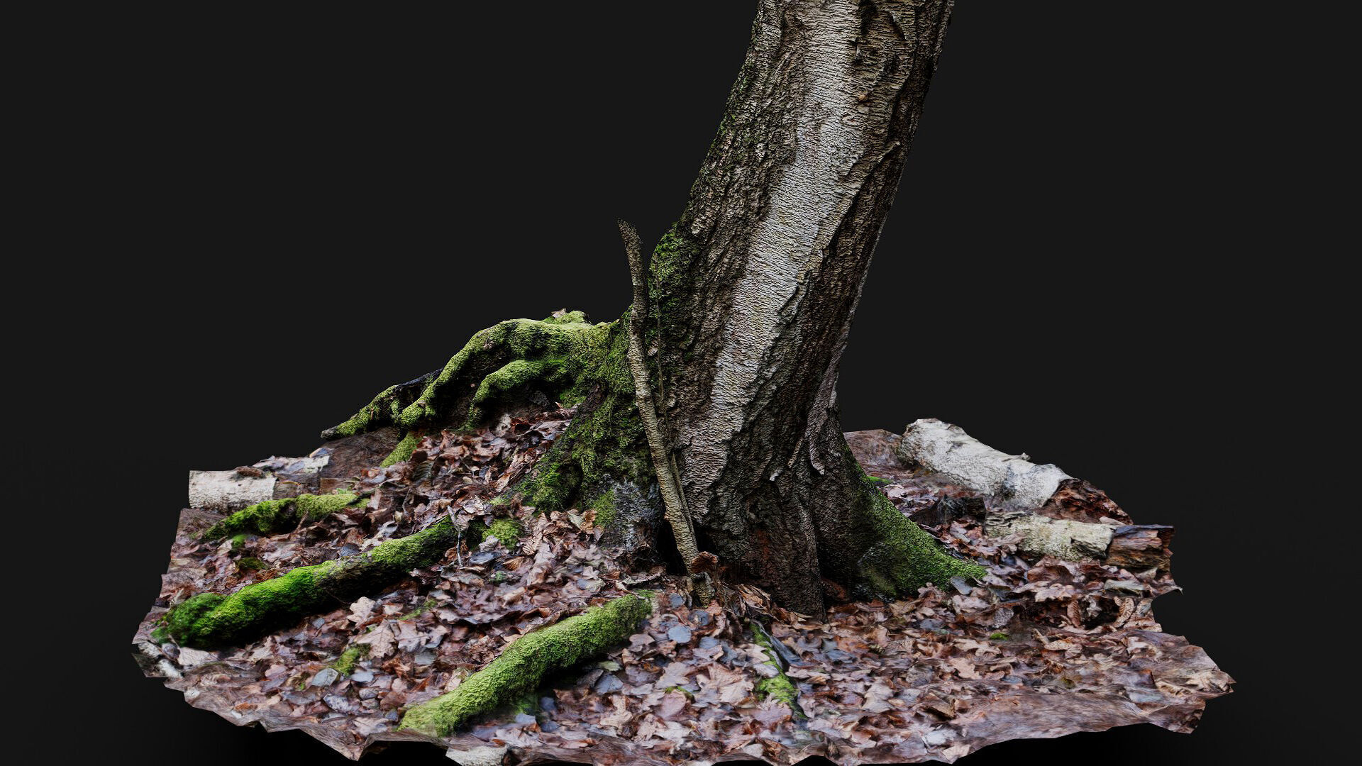 forest ground tree stump mossy roots debris pt7 photogrammetry Low-poly 3D model_7