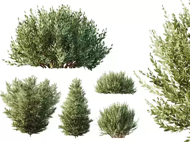 AV 9 different Montra Olive Bush 3D model