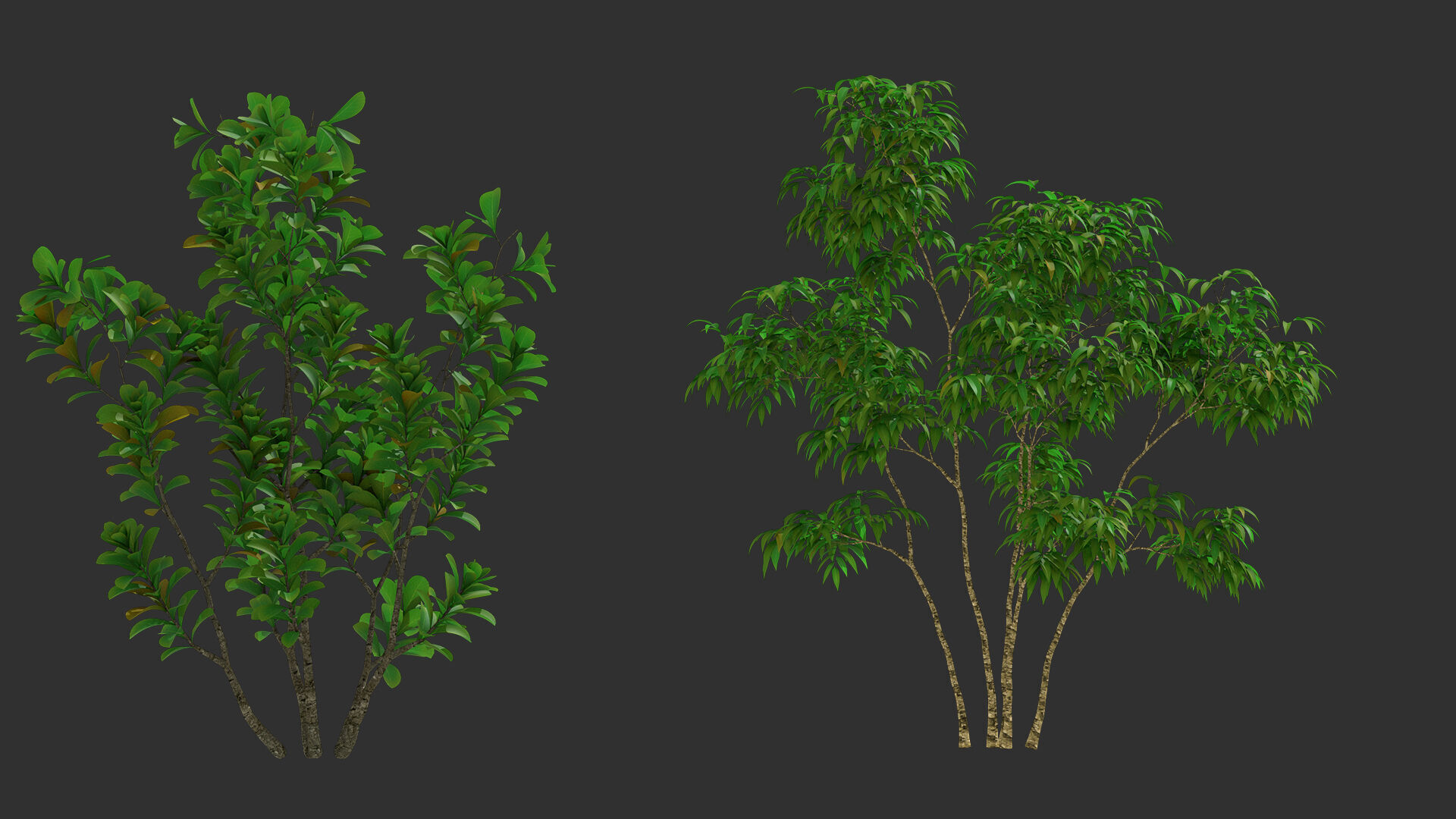 shrub tree 3D model_5