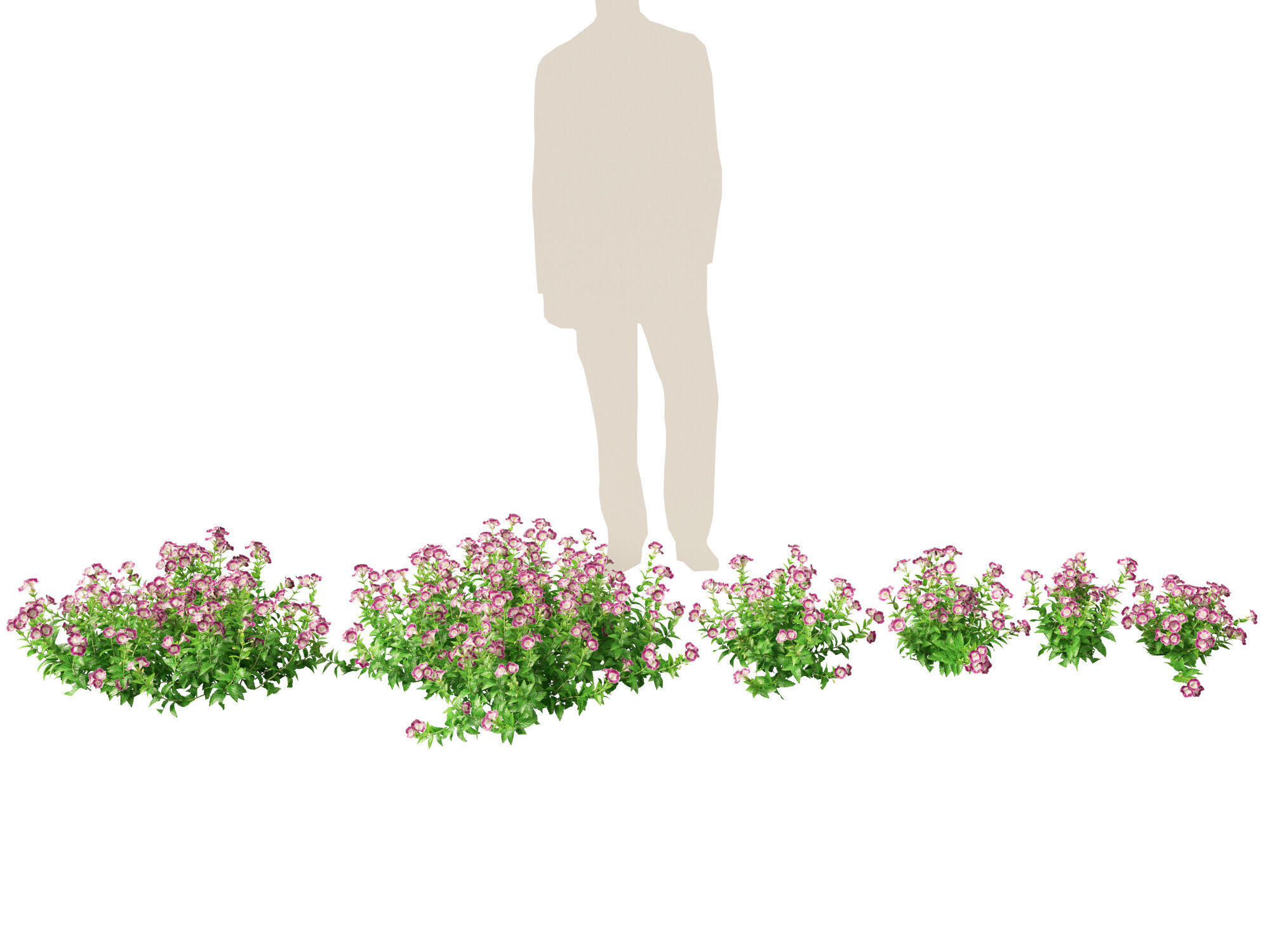 Highpoly-LowPoly Torenia Fournieri - Wishbone Flower Low-poly 3D model_1