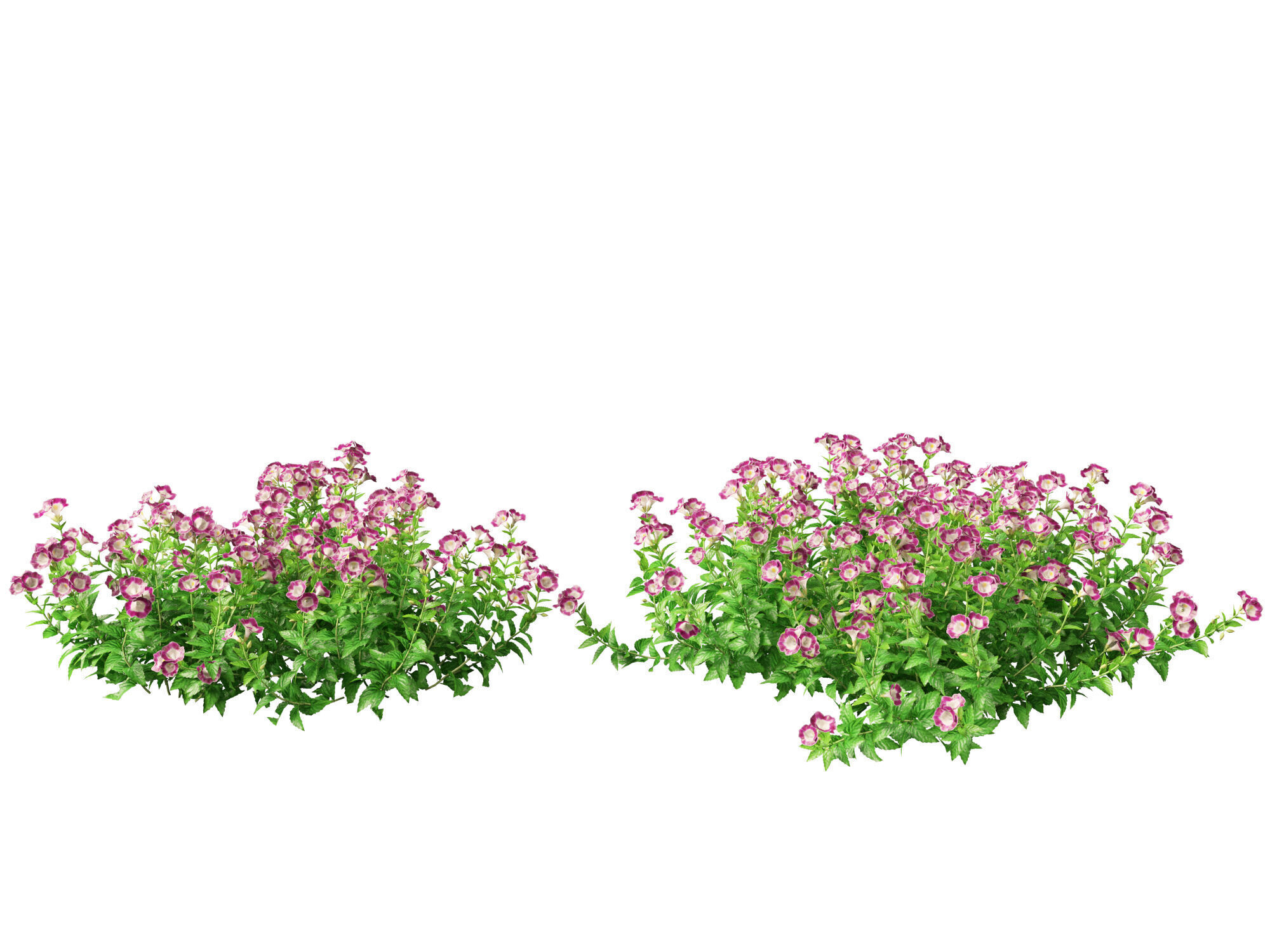 Highpoly-LowPoly Torenia Fournieri - Wishbone Flower Low-poly 3D model_4