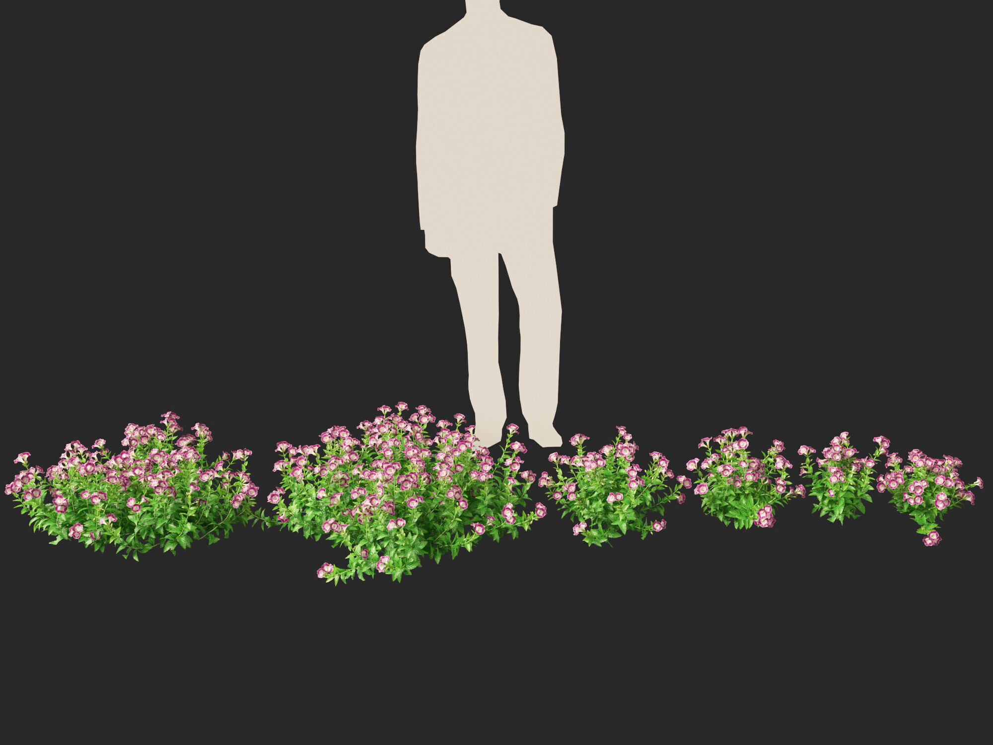 Highpoly-LowPoly Torenia Fournieri - Wishbone Flower Low-poly 3D model_3