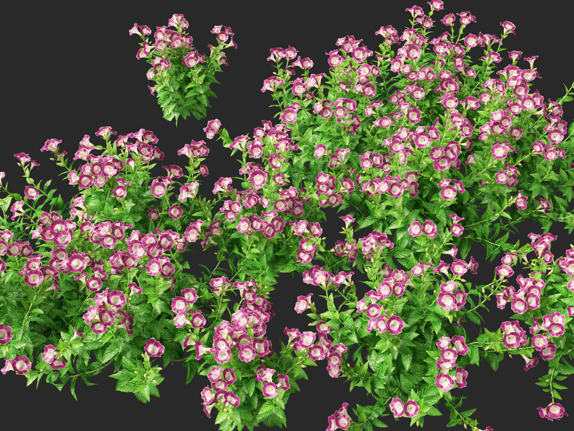 Highpoly-LowPoly Torenia Fournieri - Wishbone Flower Low-poly 3D model_8