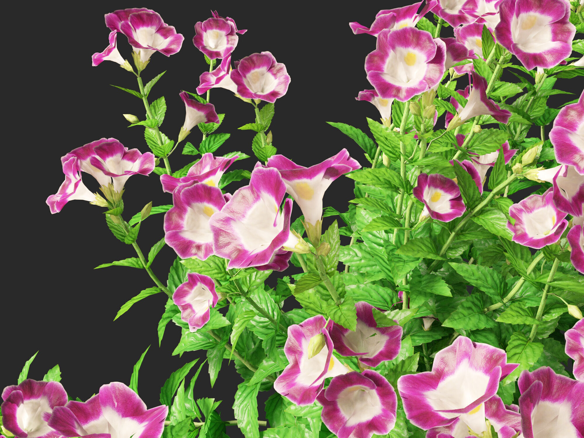 Highpoly-LowPoly Torenia Fournieri - Wishbone Flower Low-poly 3D model_2