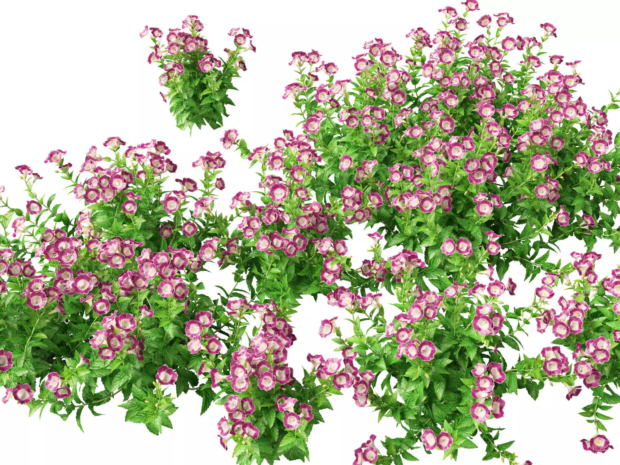 Highpoly-LowPoly Torenia Fournieri - Wishbone Flower Low-poly 3D model_0