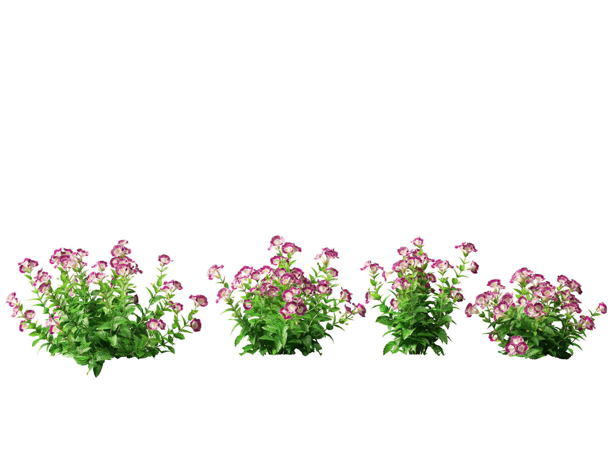 Highpoly-LowPoly Torenia Fournieri - Wishbone Flower Low-poly 3D model_6