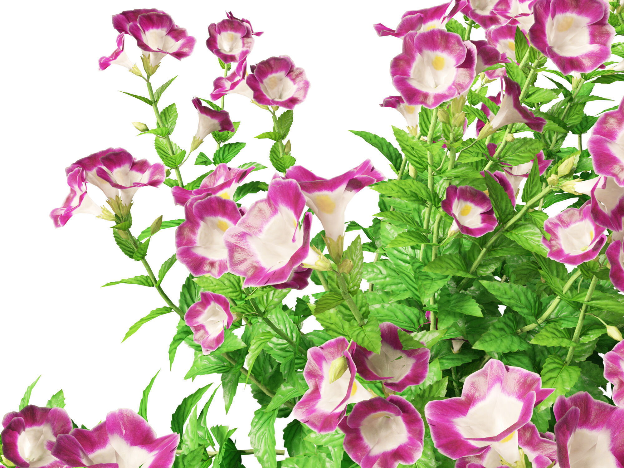 Highpoly-LowPoly Torenia Fournieri - Wishbone Flower Low-poly 3D model_9