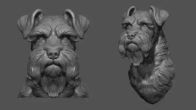 Schnauzer bust head