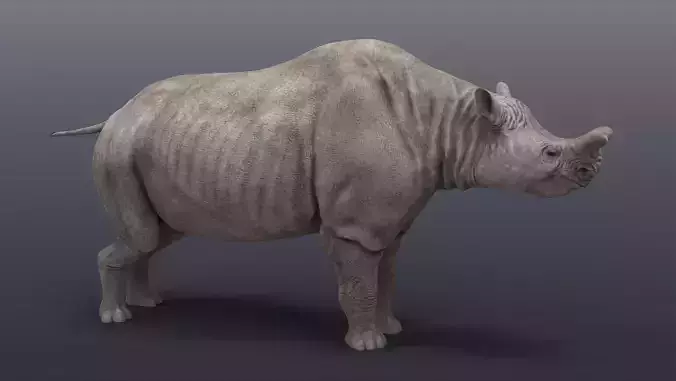 Megacerops coloradensis 3D model