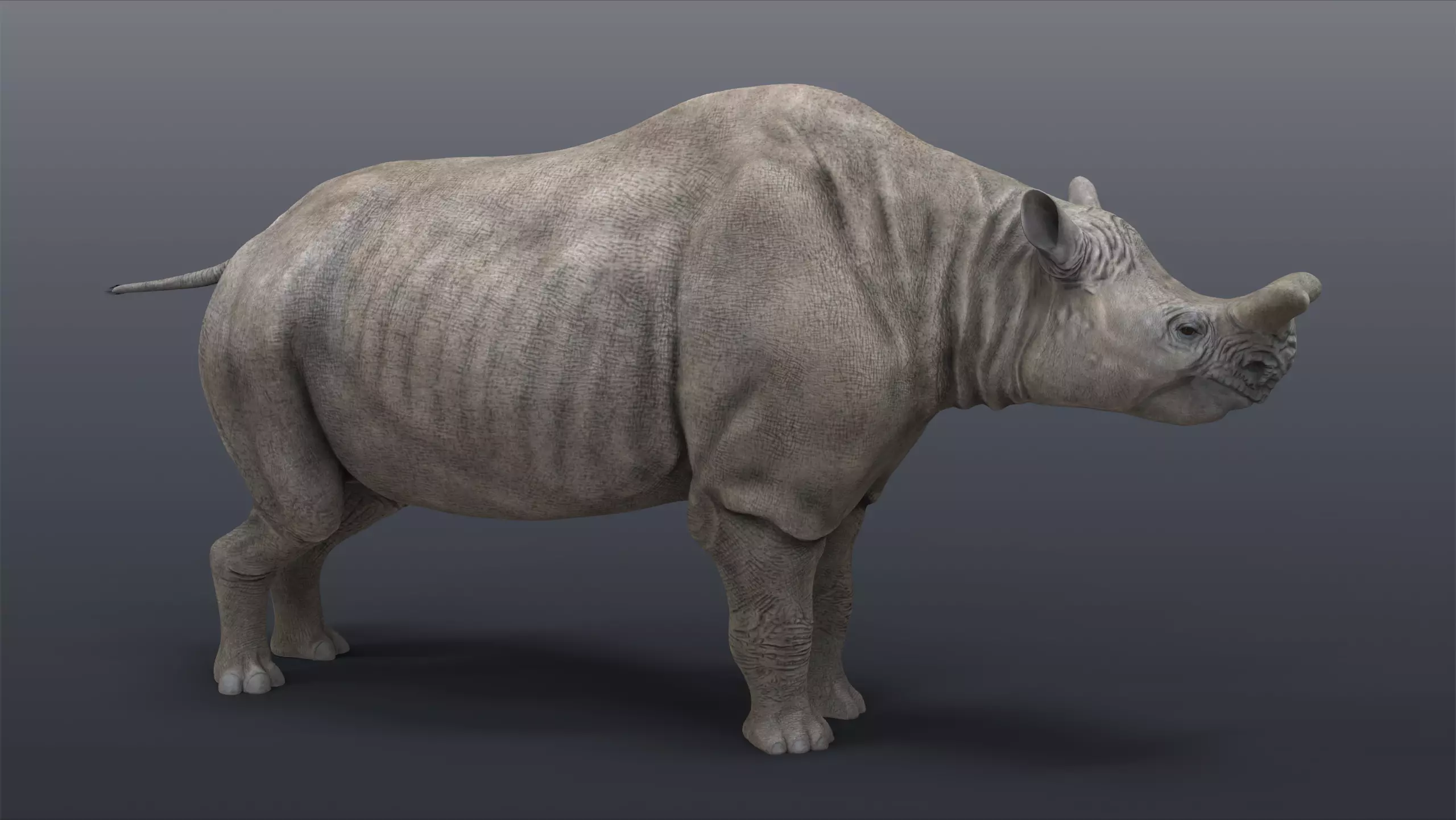 Megacerops coloradensis 3D model_0