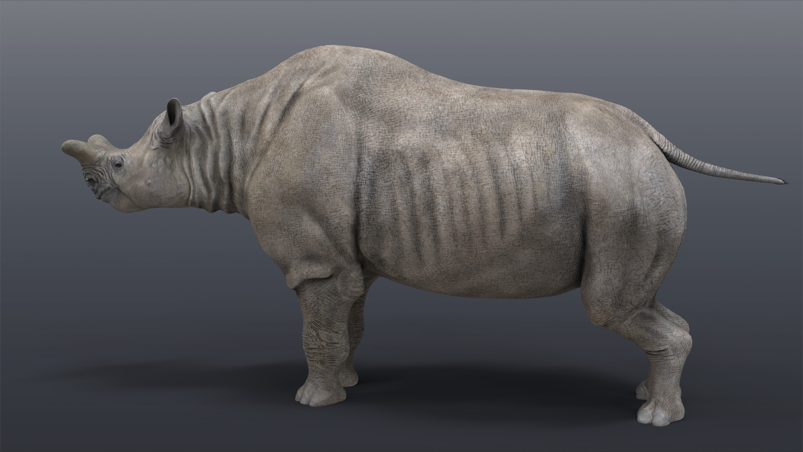 Megacerops coloradensis 3D model_6