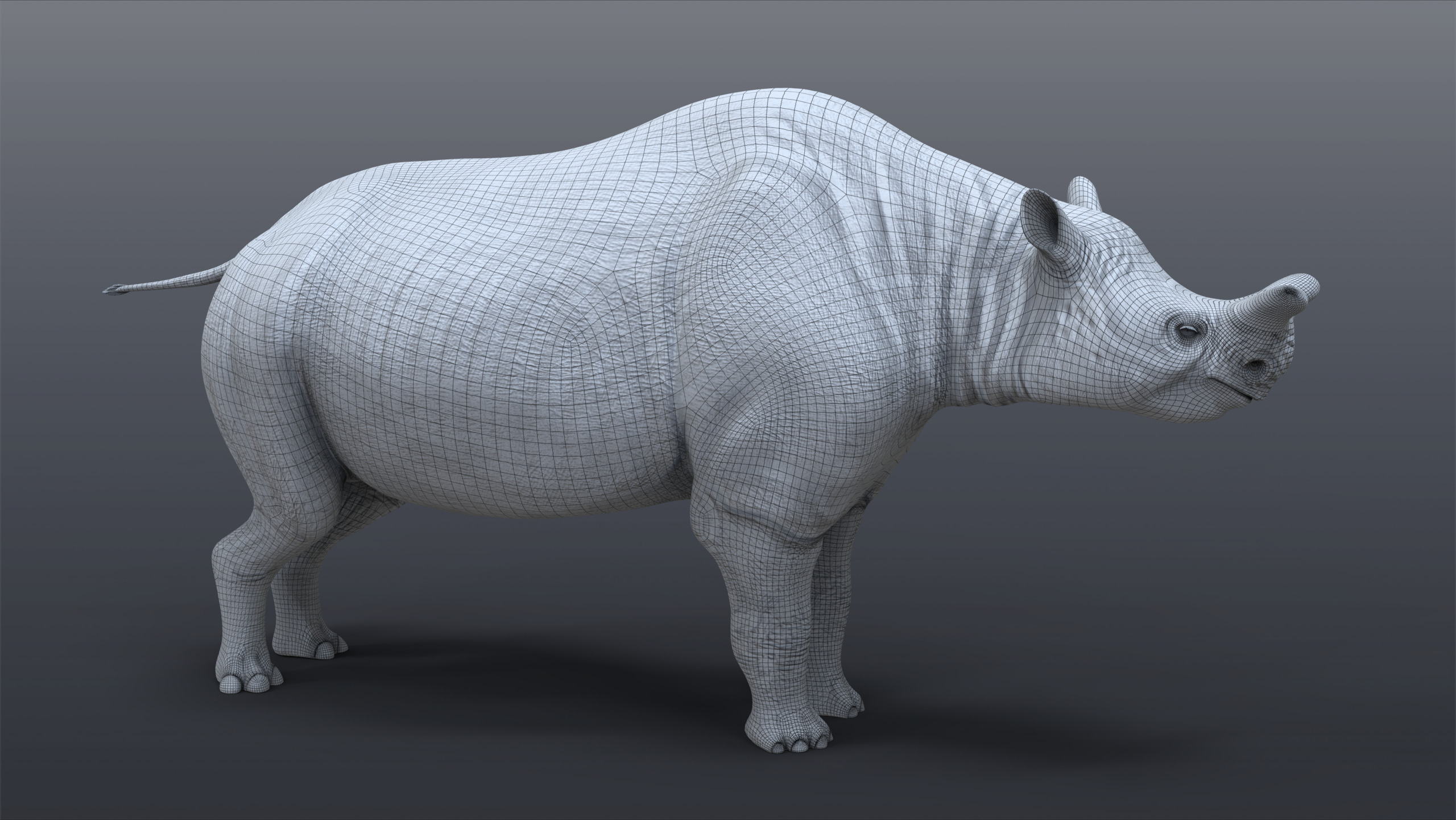 Megacerops coloradensis 3D model_7
