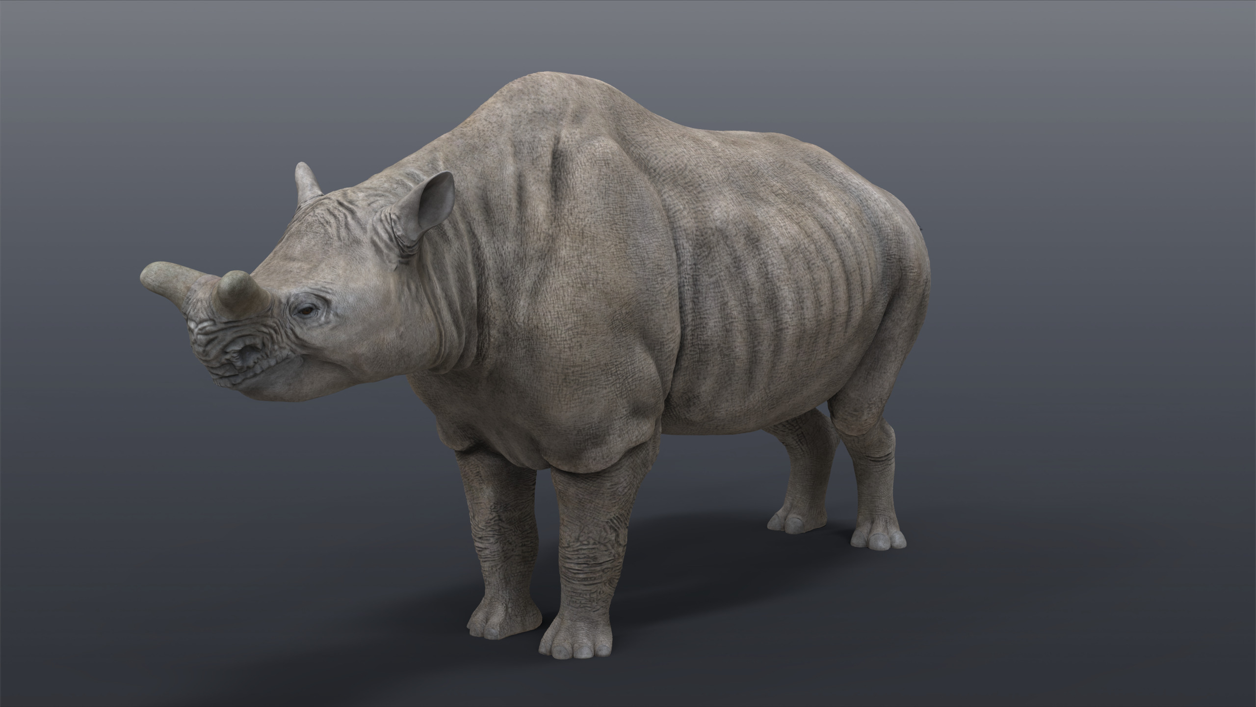Megacerops coloradensis 3D model_4