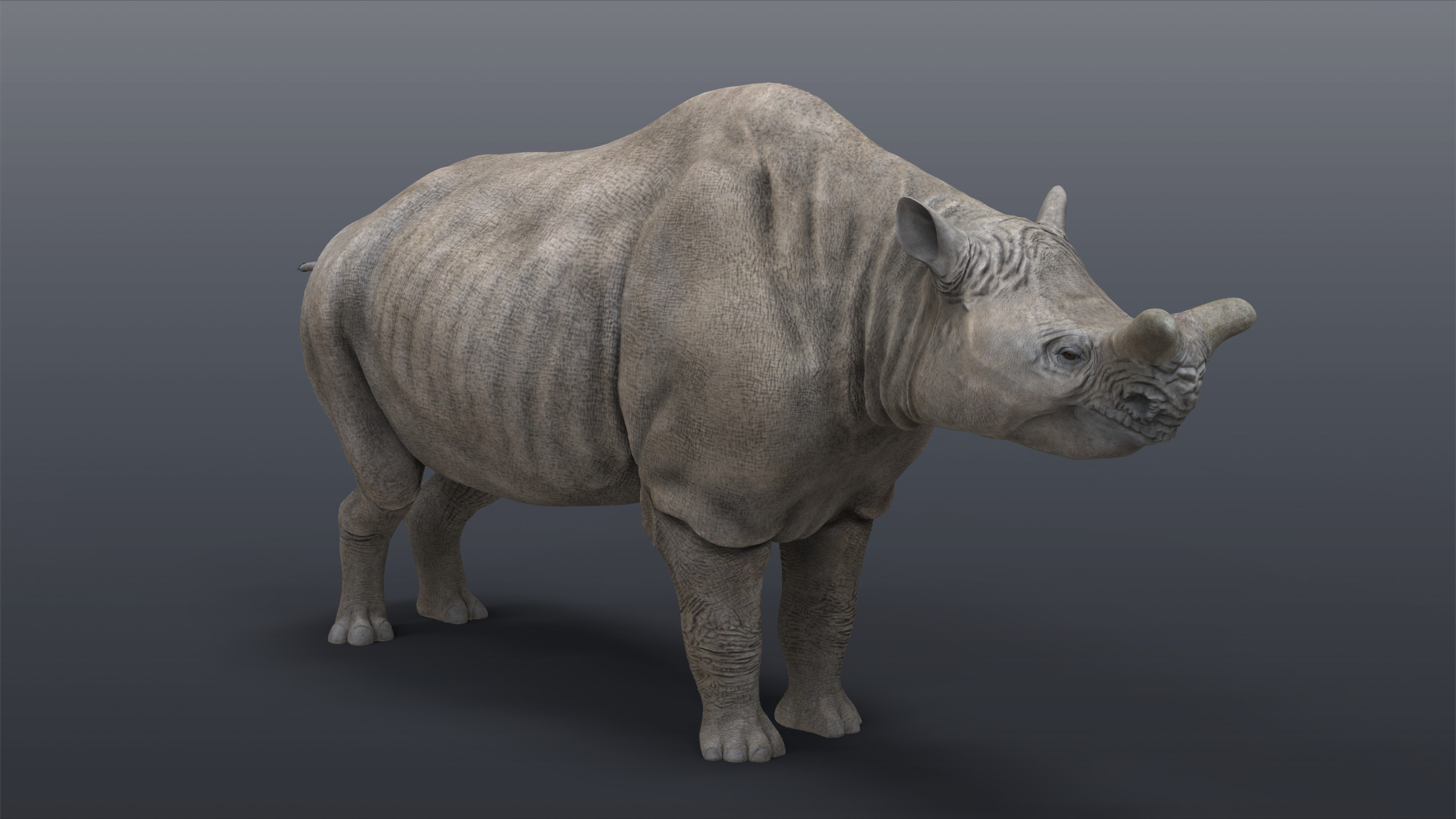 Megacerops coloradensis 3D model_1
