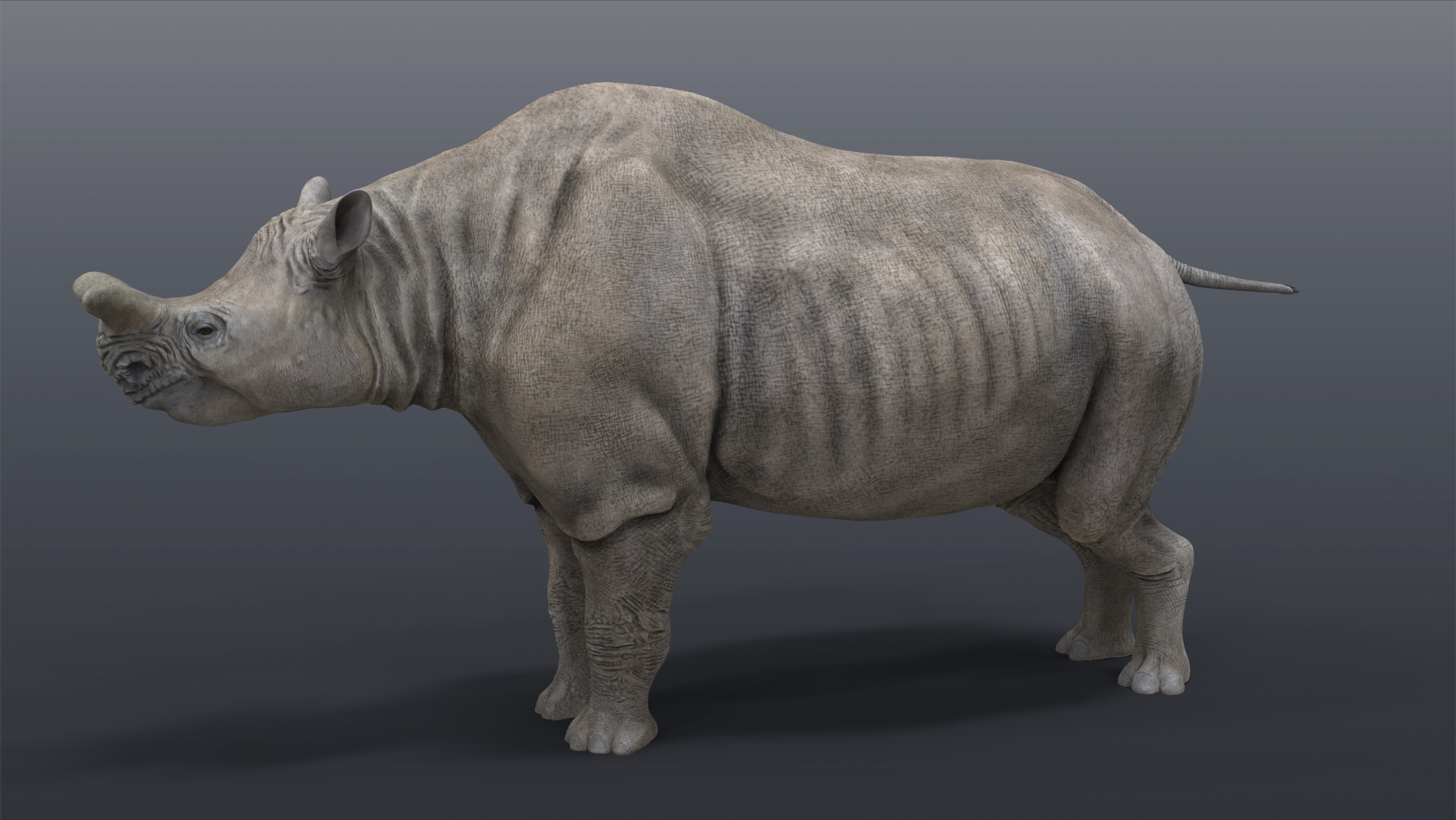 Megacerops coloradensis 3D model_5