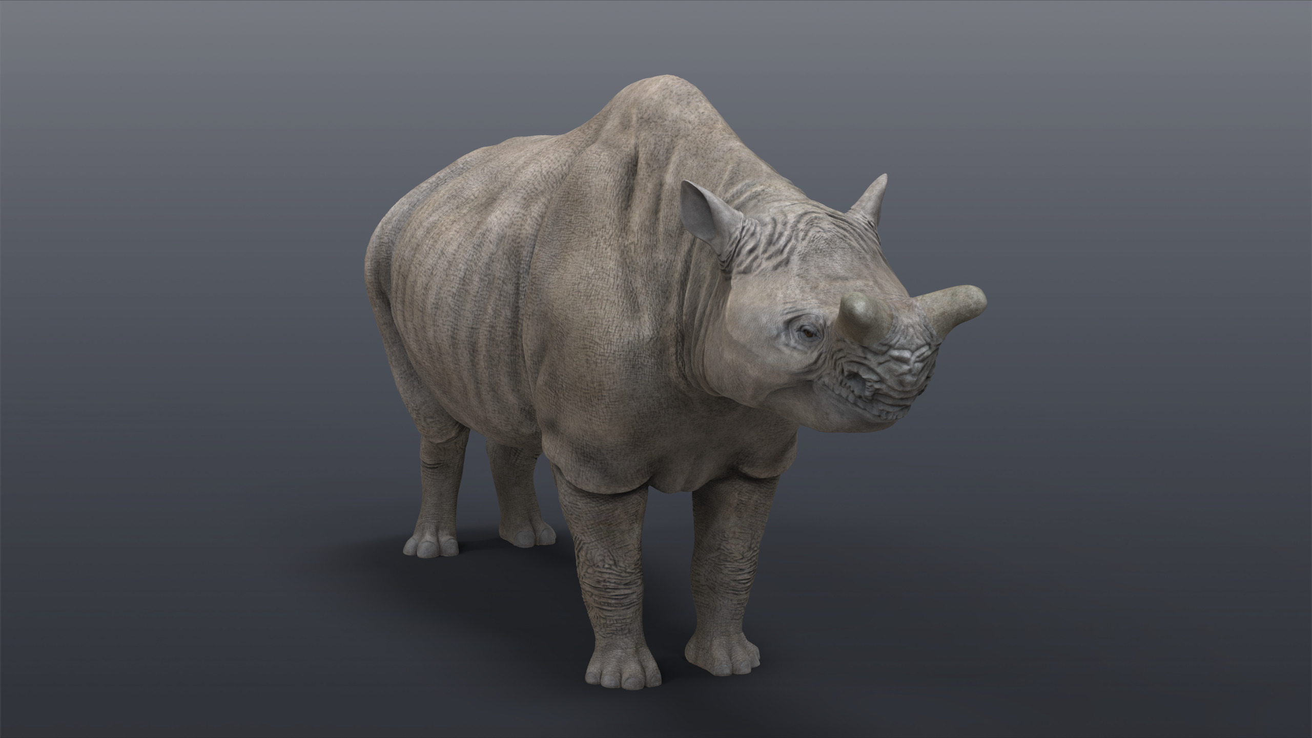 Megacerops coloradensis 3D model_2