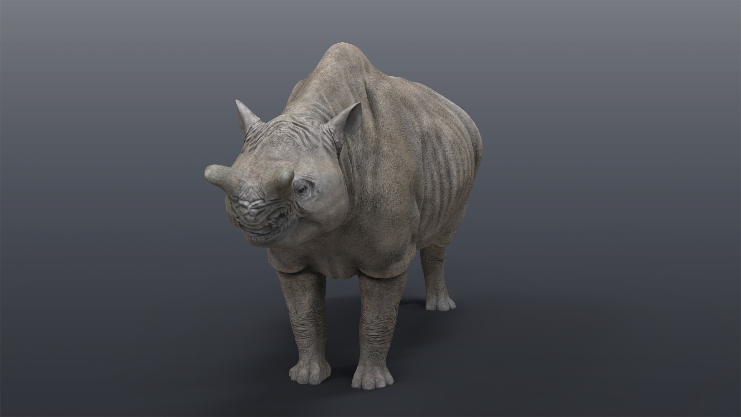 Megacerops coloradensis 3D model_3