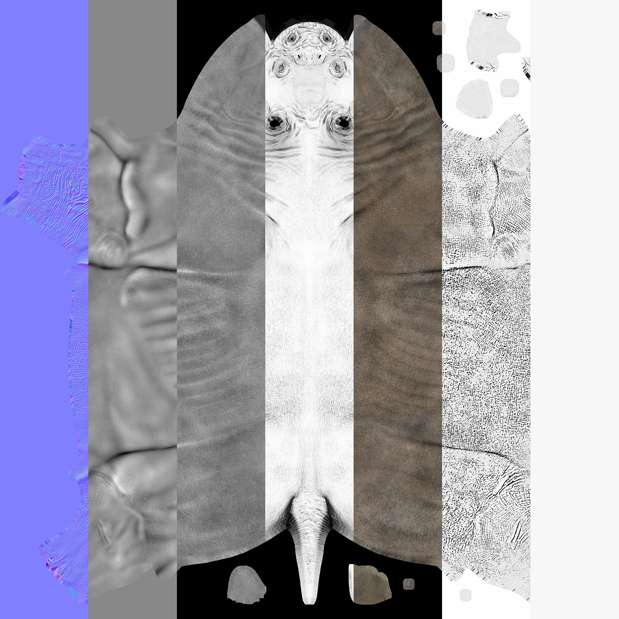 Megacerops coloradensis 3D model_9