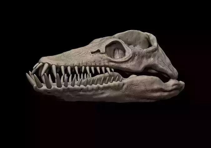 Elasmosaurus Skull 3D print model