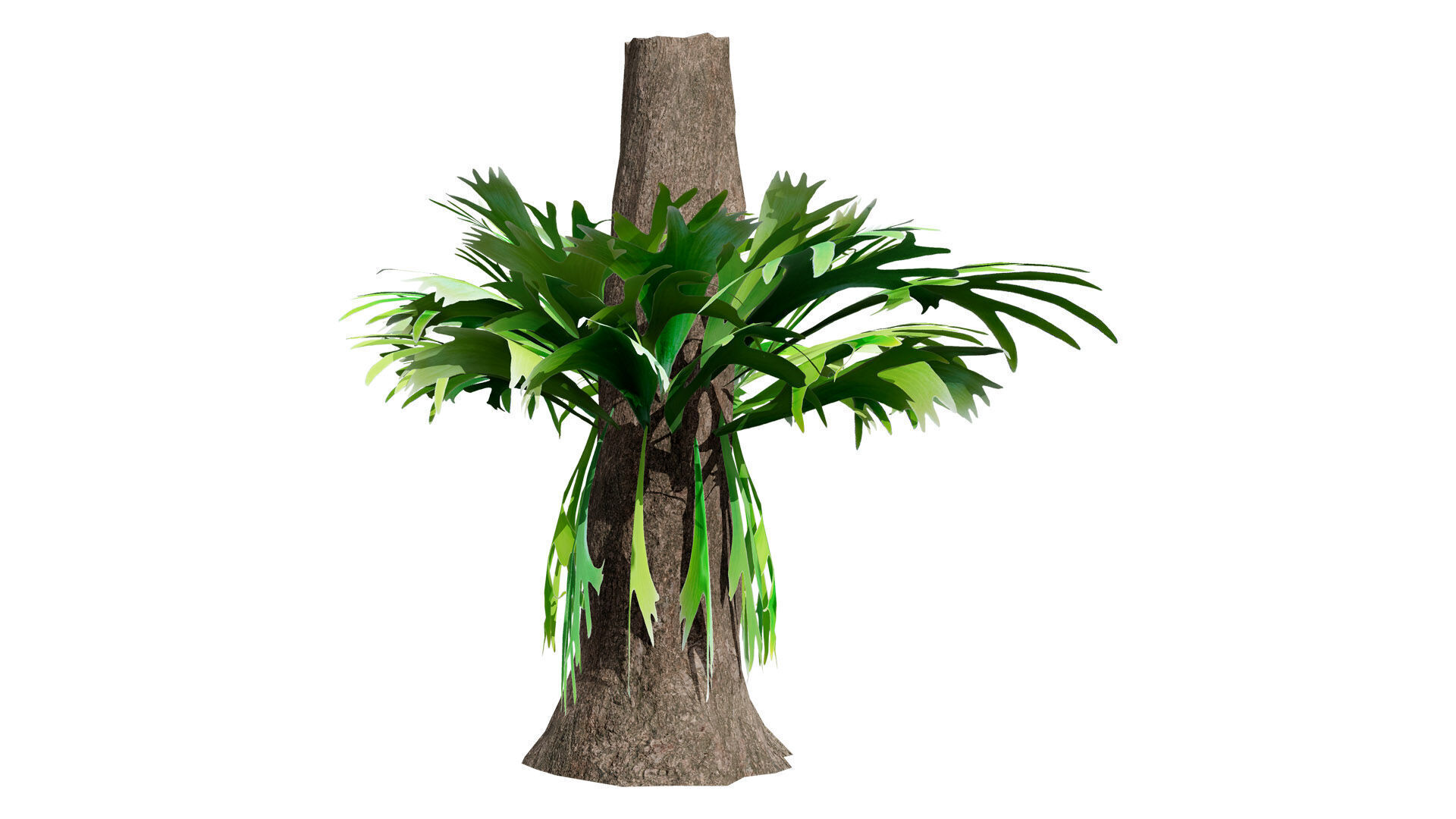 Australian Staghorn Fern Low-poly 3D model_3