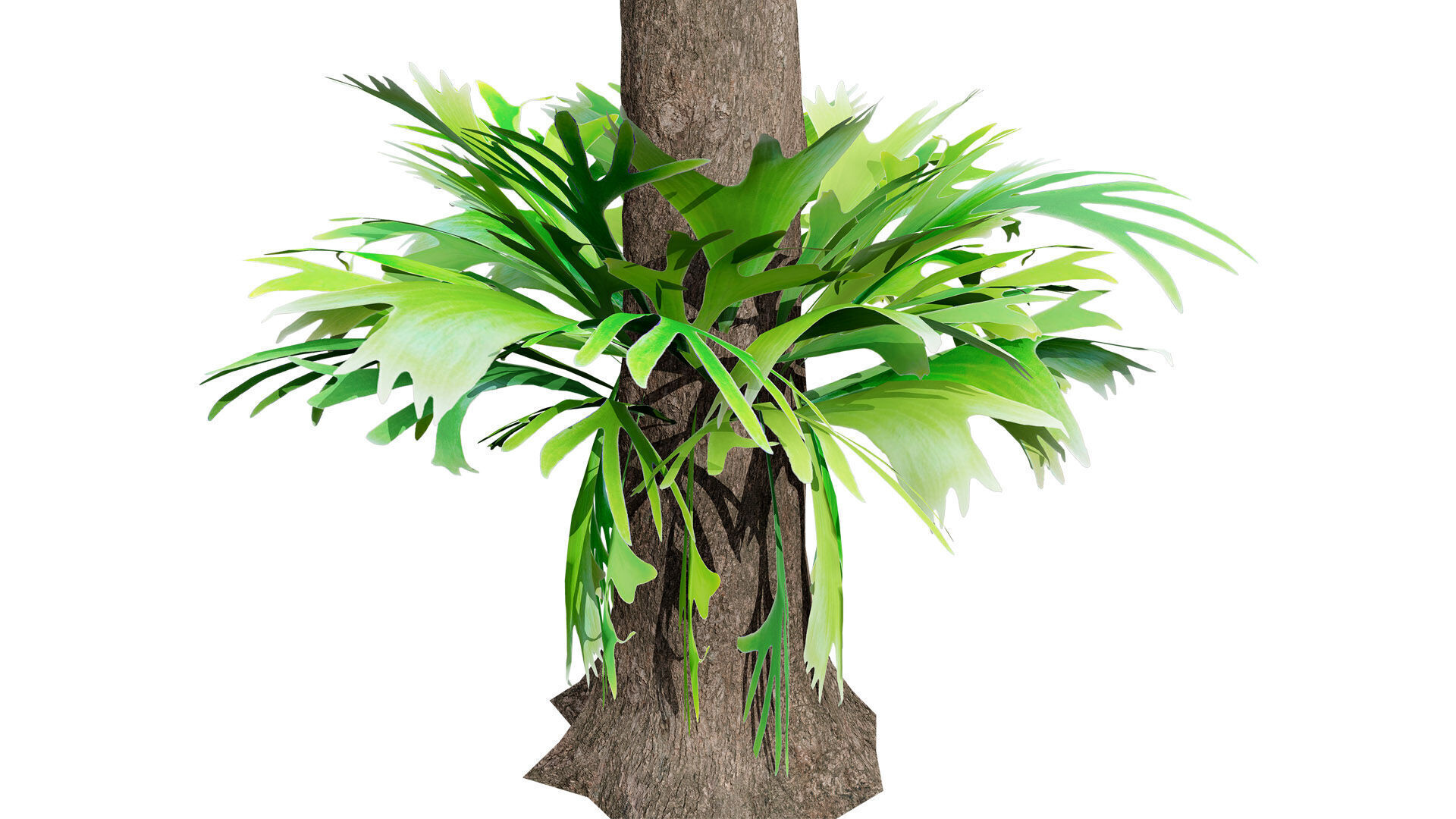 Australian Staghorn Fern Low-poly 3D model_6