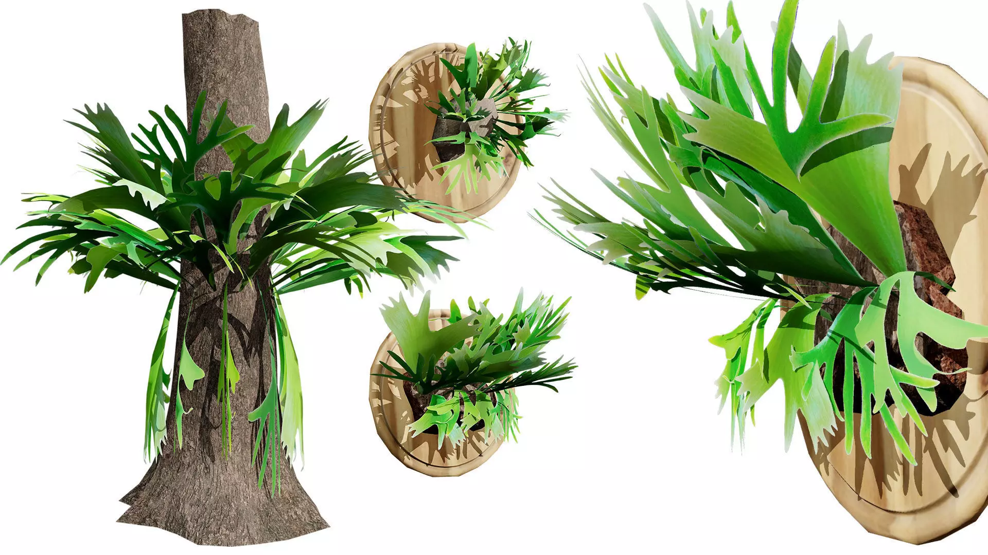 Australian Staghorn Fern Low-poly 3D model_0