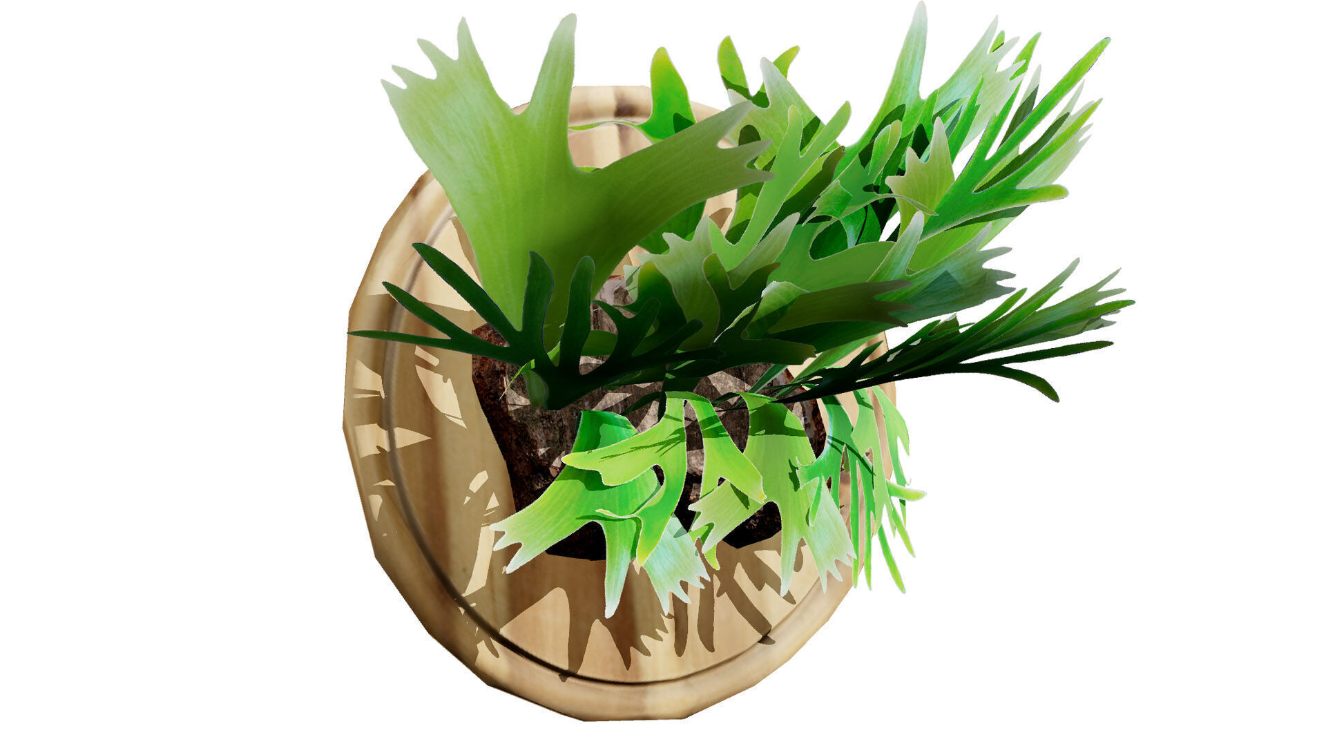 Australian Staghorn Fern Low-poly 3D model_5