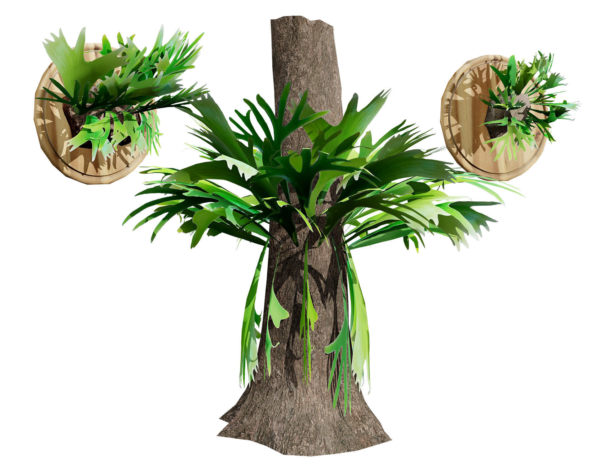 Australian Staghorn Fern Low-poly 3D model_1