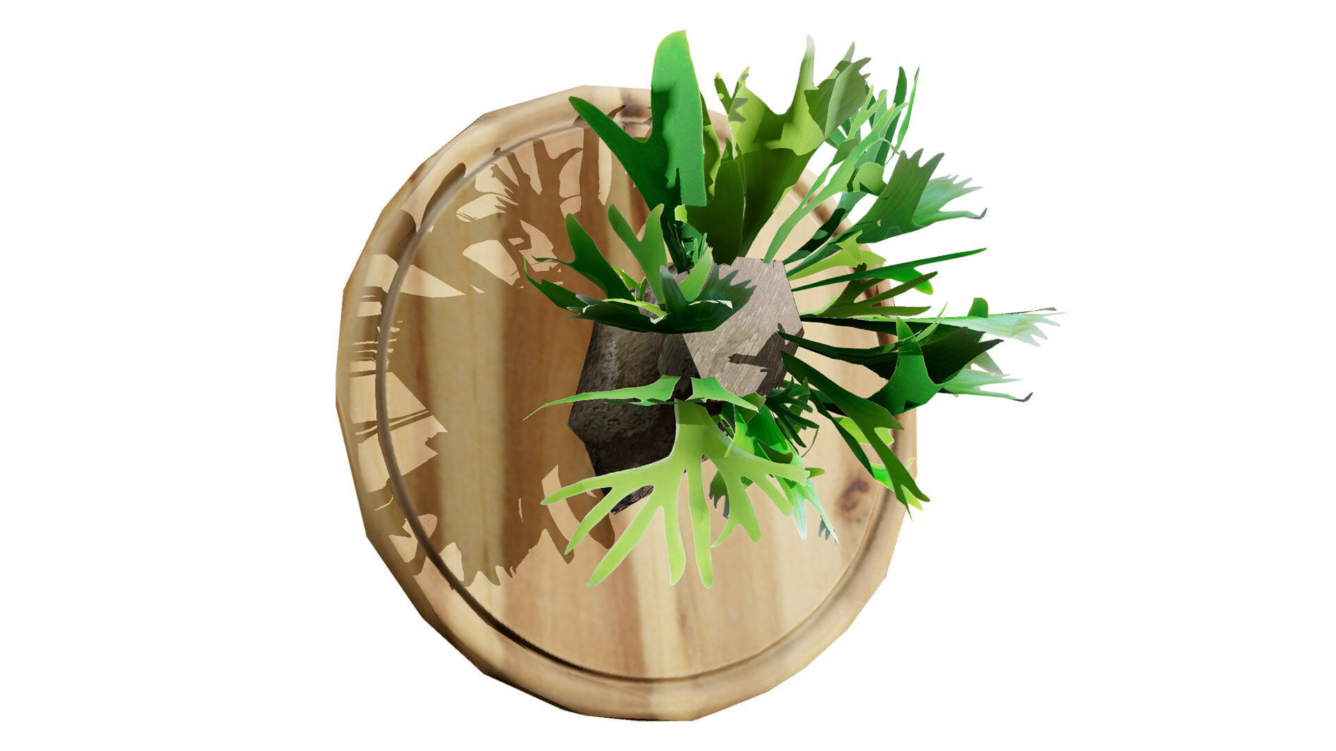 Australian Staghorn Fern Low-poly 3D model_4