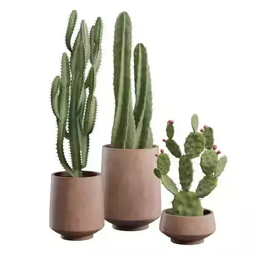 Cactus Pack 05