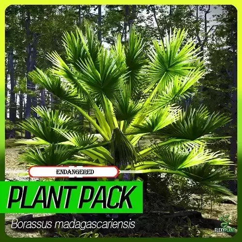 Endangered Plant - 4 Borassus madagascariensis Madagascar Tree