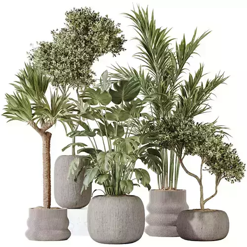 AV Indoor plants set 183 Olive and Yucca and Palm and Giant 