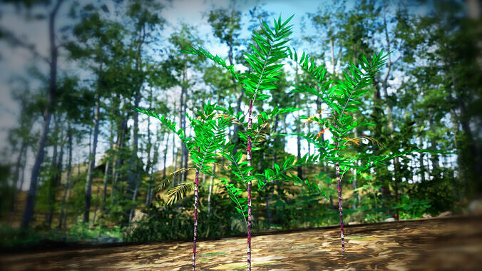 Endangered Plant - 4 Dypsis boiviniana Madagascar Fruit Tree Low-poly 3D model 3