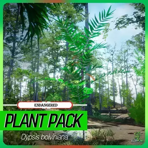 Endangered Plant - 4 Dypsis boiviniana Madagascar Fruit Tree