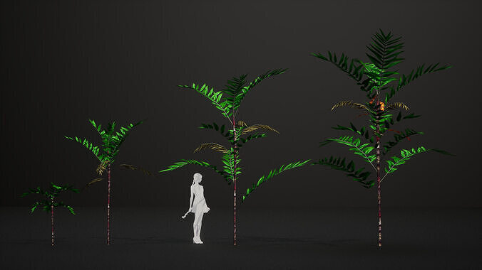 Endangered Plant - 4 Dypsis boiviniana Madagascar Fruit Tree Low-poly 3D model 4