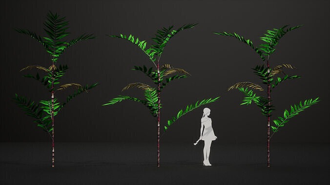 Endangered Plant - 4 Dypsis boiviniana Madagascar Fruit Tree Low-poly 3D model 7