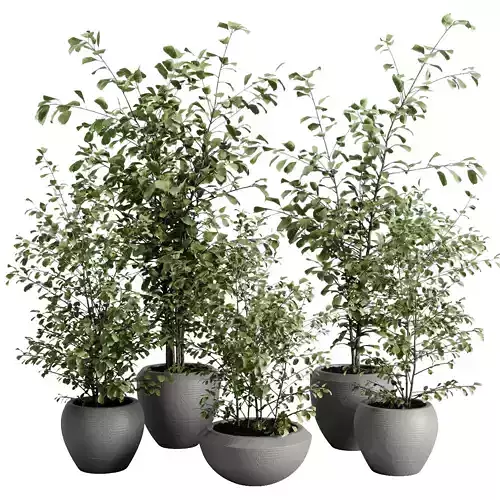 Ficus branch plant in a dirty concrete pot  indoor plant 598