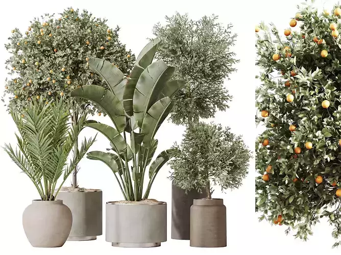 AV Indoor plants set 185 Olive and Orange and Palm and Banana