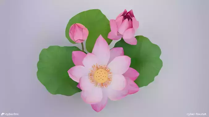 Realistic Lotus Flower and Buds Low-poly 3D model
