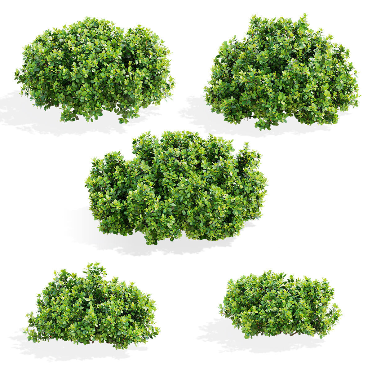 Berberis thunbergii Kobold 3D model_1