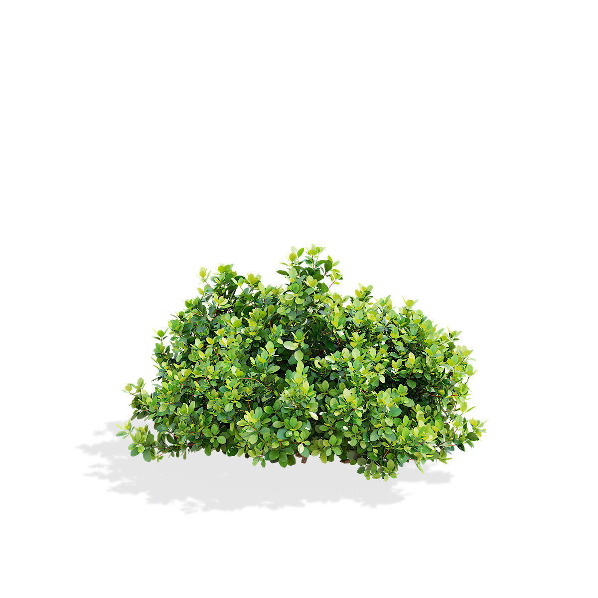 Berberis thunbergii Kobold 3D model_7