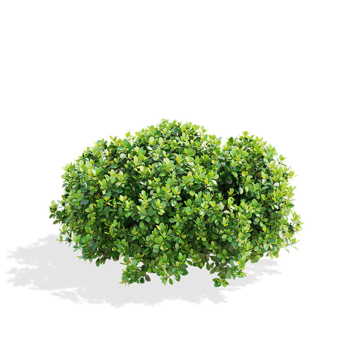 Berberis thunbergii Kobold 3D model_5