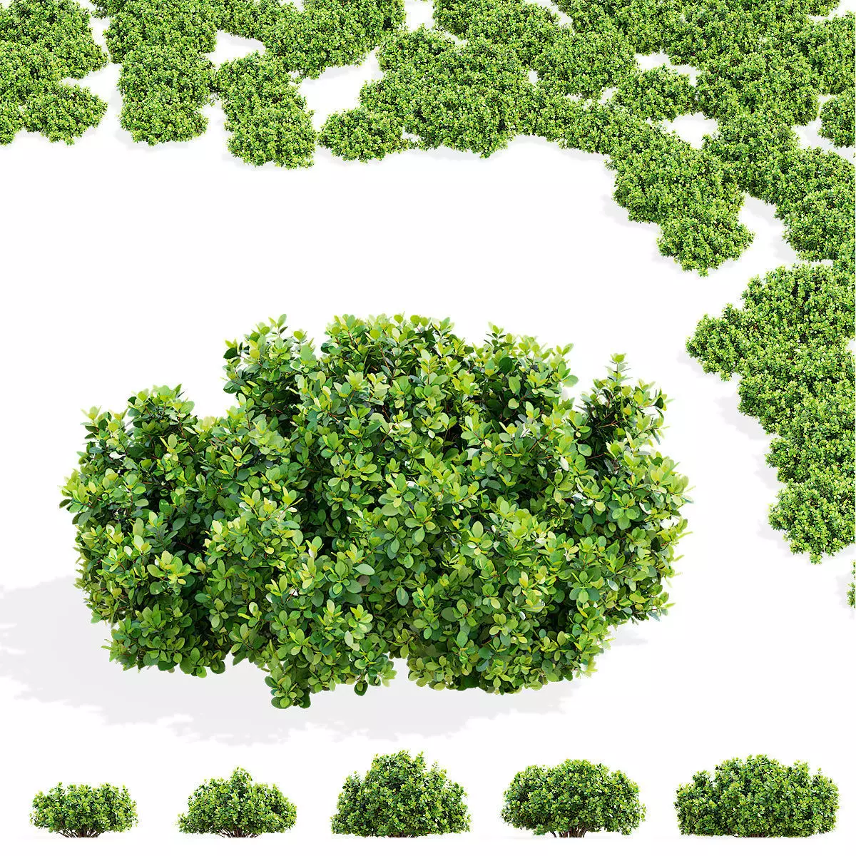 Berberis thunbergii Kobold 3D model_0