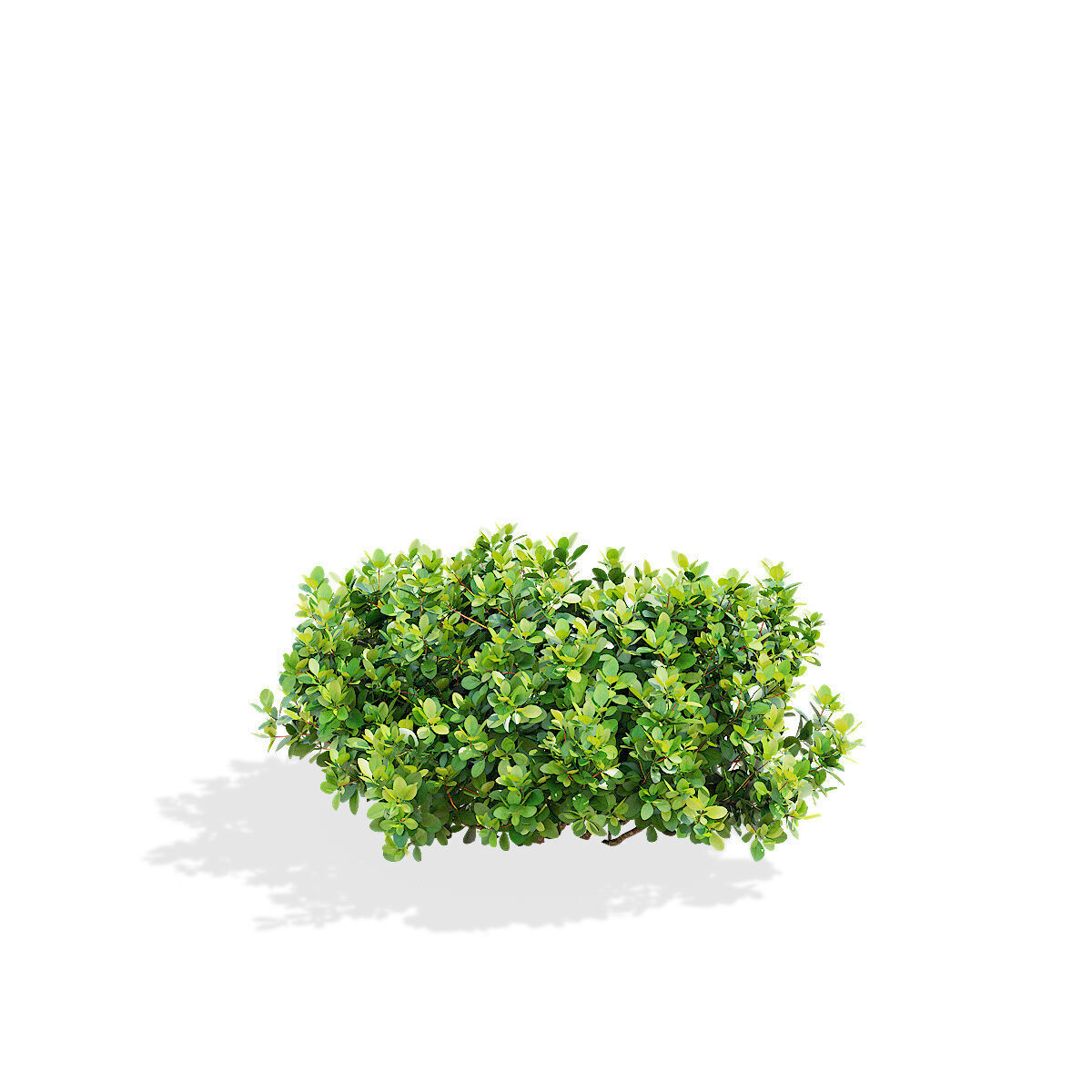 Berberis thunbergii Kobold 3D model_8