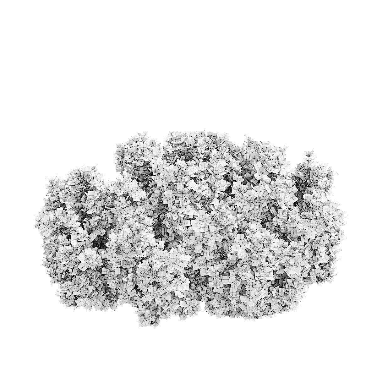 Berberis thunbergii Kobold 3D model_9